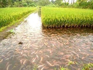 अब धान की खेती में मछलियां बढ़ाएंगी पैदावार, जानिए कैसे मिलता है डबल मुनाफा